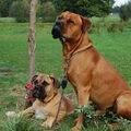 Bullmastiff