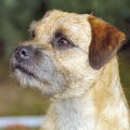 Border Terrier
