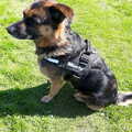 Duitse Herder