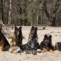 Knigtwatch Oudduitse herder kennel