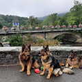 Knigtwatch Oudduitse herder kennel