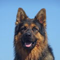 Knigtwatch Oudduitse herder kennel