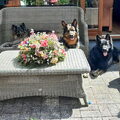 Knigtwatch Oudduitse herder kennel