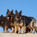 Knigtwatch Oudduitse herder kennel