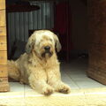 Briard