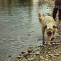 Briard