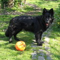 Oud Duitse Herdershond