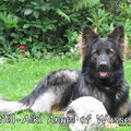 Oud Duitse Herdershond