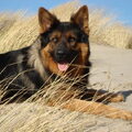 Oud Duitse Herdershond