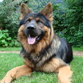 Oud Duitse Herdershond