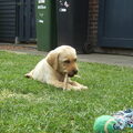 Echt iets voor labradors