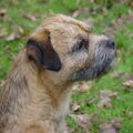 Border Terrier
