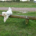 Kaily springt over de balken op vakantie!!!