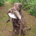 Chesapeake Bay Retriever
