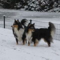 Shetland Sheepdog
