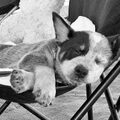 Australian Cattle Dog