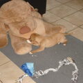Puck houdt superveel van knuffelen. Het liefst met ons, maar de grote Woef is een goede vervanger!!!!!!