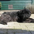 Bouvier