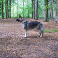 Shiloh Shepherd