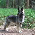 Shiloh Shepherd
