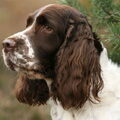 Engelse Springer Spaniel