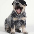 Australian Cattle Dog