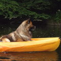Eurasier
