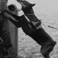 Dobermann
