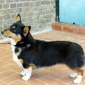 Welsh Corgi Pembroke