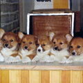 Welsh Corgi Pembroke