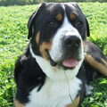 Grote Zwitserse Sennenhond