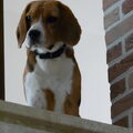 Beagle