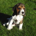 Beagle