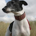 Whippet