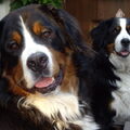 Berner Sennenhond