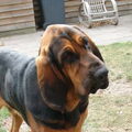 Bloedhond