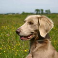 Weimaraner