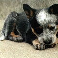 Australian Cattle Dog