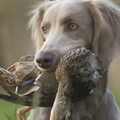 Weimaraner