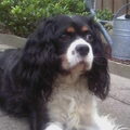 Cavalier King Charles Spaniel