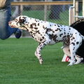 Dalmatische hond