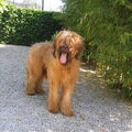 Briard