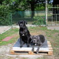 Cane Corso Italiano