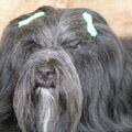 Tibetaanse Terrier