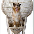 Australian Shepherd