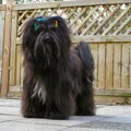 Tibetaanse Terrier