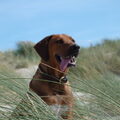 Rhodesian Ridgeback