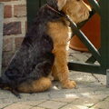 Welsh Terrier