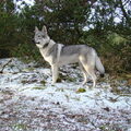Tsjechoslowaakse Wolfhond