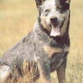 Australian Cattle Dog